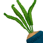 Astrology Plant Ornament